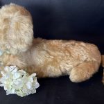 Maggie vintage lap dog